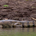 Rarely measuring more than 8 feet, the spectacled caiman color is brownish-, greenish-, or yellowish-gray. It has a long pointed but also rounded snout (a characteristic of alligators).