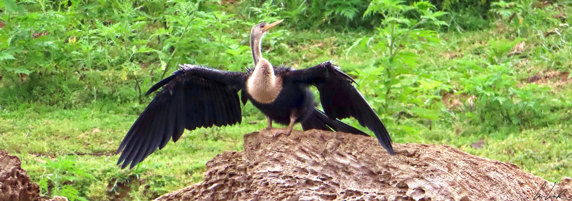 Like cormorants, the anhinga stands with wings spread and feathers fanned open in a semicircular shape to dry its feathers and absorb heat.