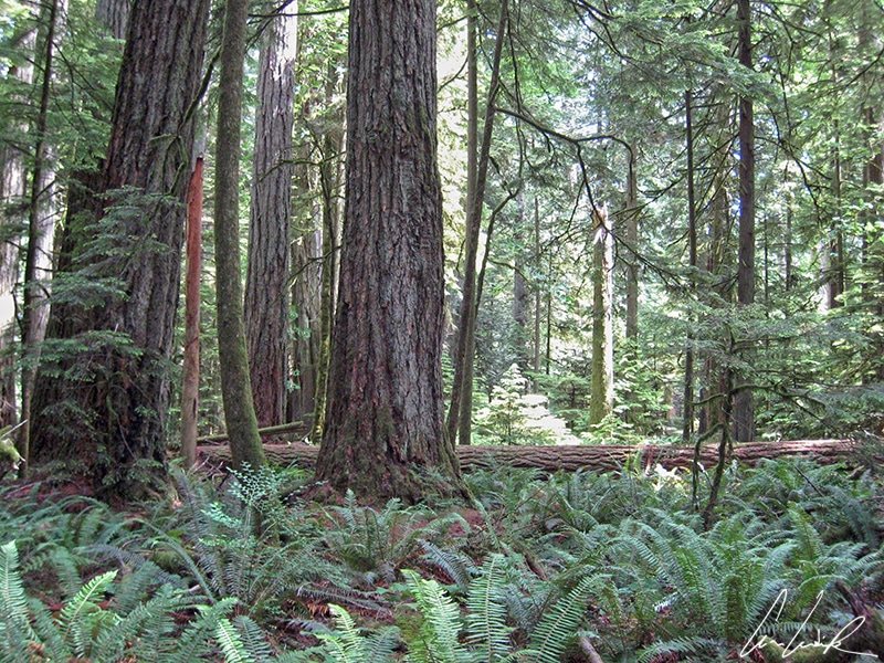 Cathedral Grove, located in MacMillan Provincial Park on Central Vancouver Island, is home to giant ancient Douglas fir trees.