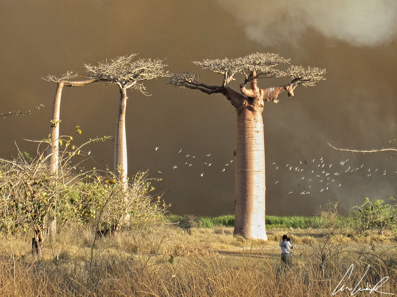The Baobabs of Madagascar also called « bottle trees » are precious to the island inhabitants who use them for wood or water tanks.