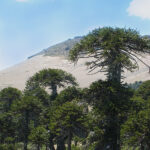 L’araucaria araucana, ou « désespoir des singes » est l’arbre national du Chili. On le trouve dans le nord de la Patagonie chilienne, dans les régions andines de Biobío et de Araucanía.