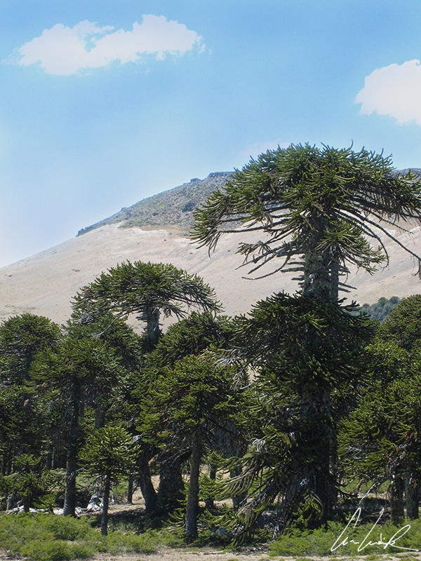L’araucaria araucana, ou « désespoir des singes » est l’arbre national du Chili. On le trouve dans le nord de la Patagonie chilienne, dans les régions andines de Biobío et de Araucanía.