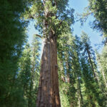 Le General Sherman est un séquoia géant mesurant 84 mètres de haut domine le parc national de Sequoia en Californie.