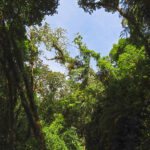 La Réserve Santa Elena offre cinq sentiers balisés permettent de parcourir la réserve à son rythme dont le Sendero Encatado (3,4 km).