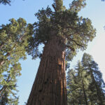 You have to stretch your neck to take in the 106.5 foot spread of its crown. The General Sherman owes its title of « world's largest living tree » to the volume of its trunk.