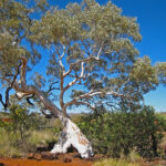 The eucalyptus also called the gumtree is an omnipresent tree in the Australian bush landscape of the Karijini National Park.