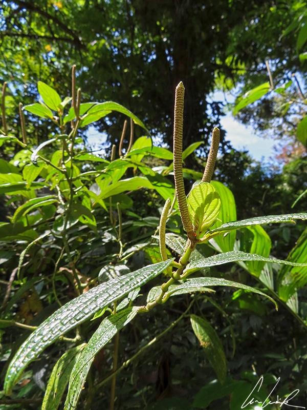 Walking through the Santa Elena Reserve Forest, each plant seems unusual. The Piperaceae has a unique inflorescence: a long spike of tiny flowers at the leaf axils that is often compared to a rat's tail.