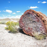 Discover thousands of fossilized trunks as you travel the rocky roads and trails of the Petrified Forest National Park in Arizona. The petrified wood of this tree is often called « rainbow wood ».
