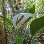 Very common in humid forest areas, the Spathiphyllum, also called Spath or Peace lily, has magnificent bright green foliage with unique inflorescence.