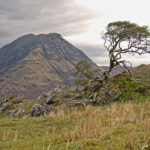 L'arbre de Rowan (Sorbus Aucuparia) ou Sorbier des oiseleurs parvient à s’épanouir, accroché aux flancs venteux des montagnes des Highlands en Ecosse, sous un climat des plus difficiles.