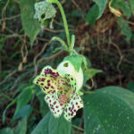The elegant Kohleria tigridia has spotted bell-shaped flowers of about a half-inch long and velvety stems. Its downy foliage allows it to capture moisture.