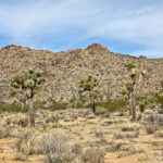 The Joshua Tree (Yucca brevifolia) is native to the arid southwest of North America, specifically California, Arizona, Utah, and Nevada.