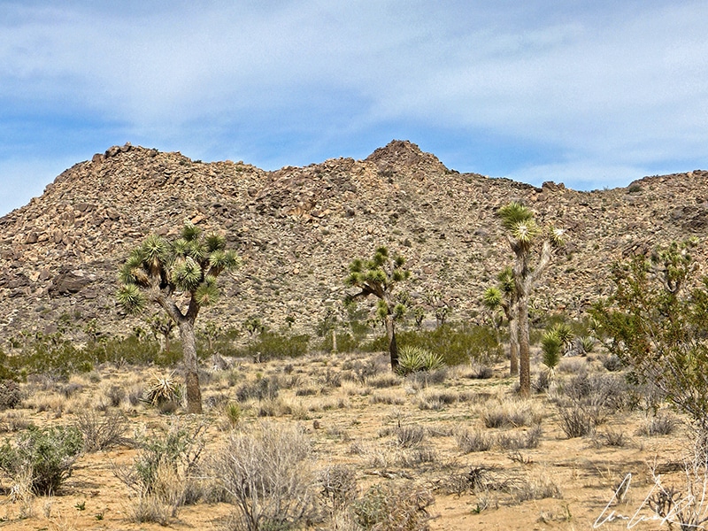 The Joshua Tree (Yucca brevifolia) is native to the arid southwest of North America, specifically California, Arizona, Utah, and Nevada.