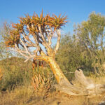 Avec ses branches dressées formant un bouquet d’étoiles, les Bushmen d’Afrique du Sud l'appellent kokerboom ou arbre-carquois.