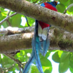 Le mâle Quetzal possède quatre plumes supra-caudales vert émeraude et iridescentes. Son plumage est majoritairement de couleur vert émeraude et change en fonction du rayonnement lumineux.