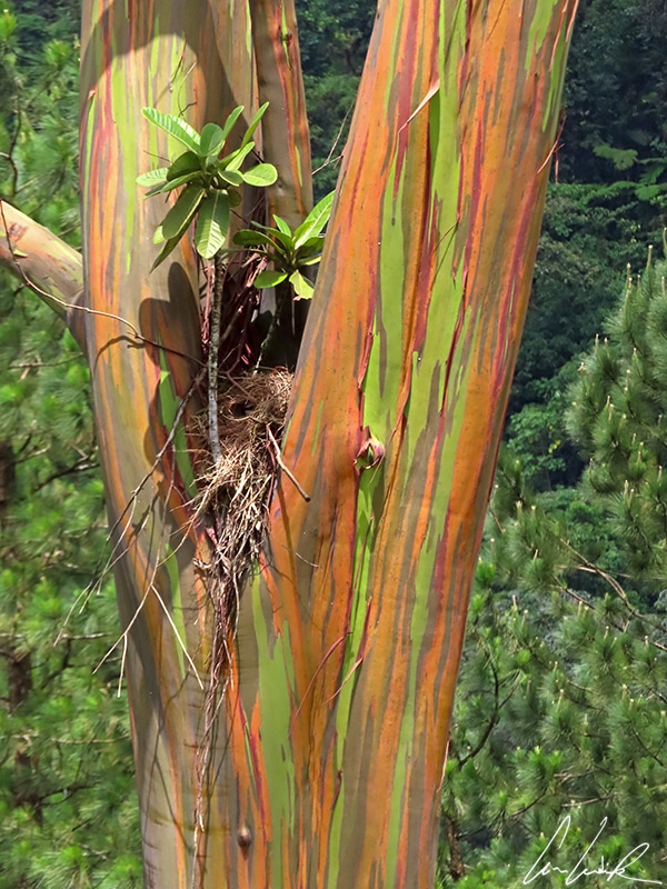 L’Eucalyptus arc-en-ciel perd en permanence son écorce, qui se détache en fins et longs lambeaux et qui change progressivement de couleur en vieillissant.
