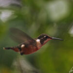 Parmi les petits colibris du Costa Rica le colibri de Mitchell a la taille d’un bourdon géant.