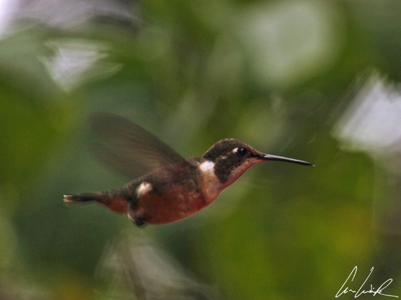 The Purple-throated woodstar is a tiny hummingbird that fly like bumblebee. It is only 0.07 oz - and its fast wing-beat rates set records.