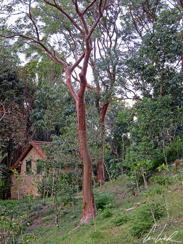 Le gommier rouge (Bursera simaruba) est un arbre de 5 à 15 mètres de haut, au tronc lisse, rougeâtre et brillant que l’on trouve notamment dans la région de Las Terrazas à Cuba.