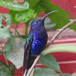 The Violet sabrewing male is mostly a deep violet color with some dark metallic green. It has black toes and a black bill. Its skinny bill allows the Violet sabrewing to probe deep into flowers and suck up the precious nectar.
