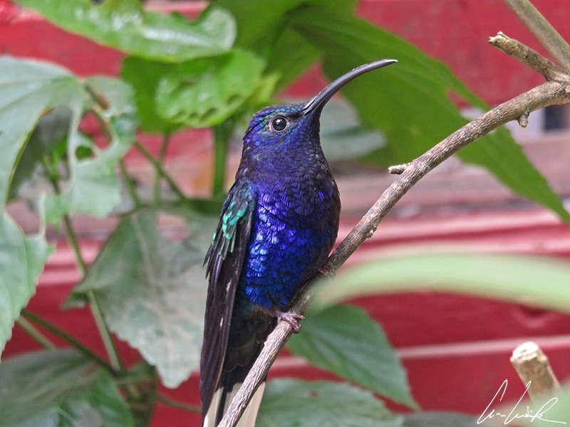 The violet sabrewing is deep violet, with a dark green back and wing coverts. It is the largest hummingbird found outside of Costa Rica and the largest Sabrewing.