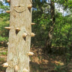 Le Ceiba ou Fromager ou encore Kapokier est un grand arbre des zones tropicales (ici dans le Parque natural El Cubano à Cuba). Il a tronc lisse et couvert de grosses épines coniques.