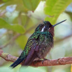 Le colibri à gorge pourprée mâle a un plumage essentiellement vert avec la gorge violette et la queue noirâtre.