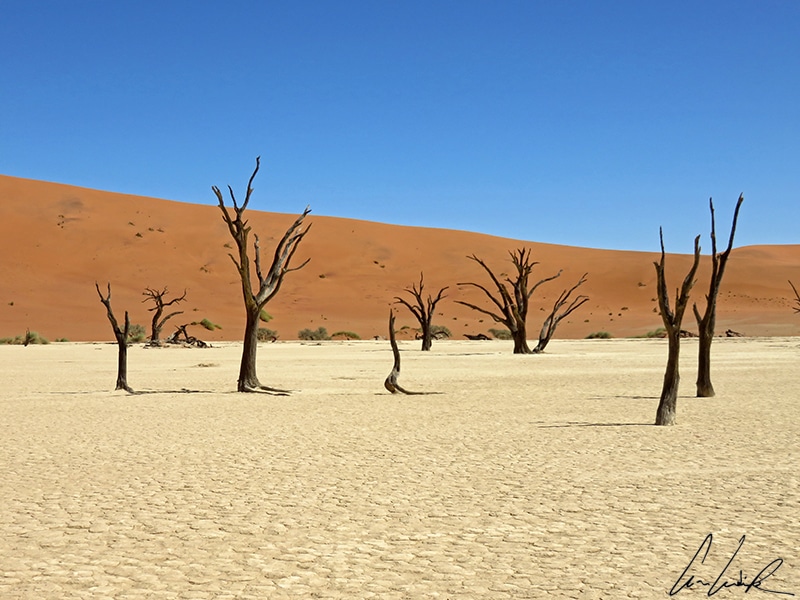 At Dead Vlei in the southern part of the Namib Desert, the sun-dried dead acacia trees lie on the ground in salt and white clay, contrasting with the brilliant blue sky and the bright red color of the dunes.