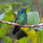 The Mexican Violetear is shining green above with a glittering violet ear-patch on the sides of its neck. Its throat and chest are a glittering green.