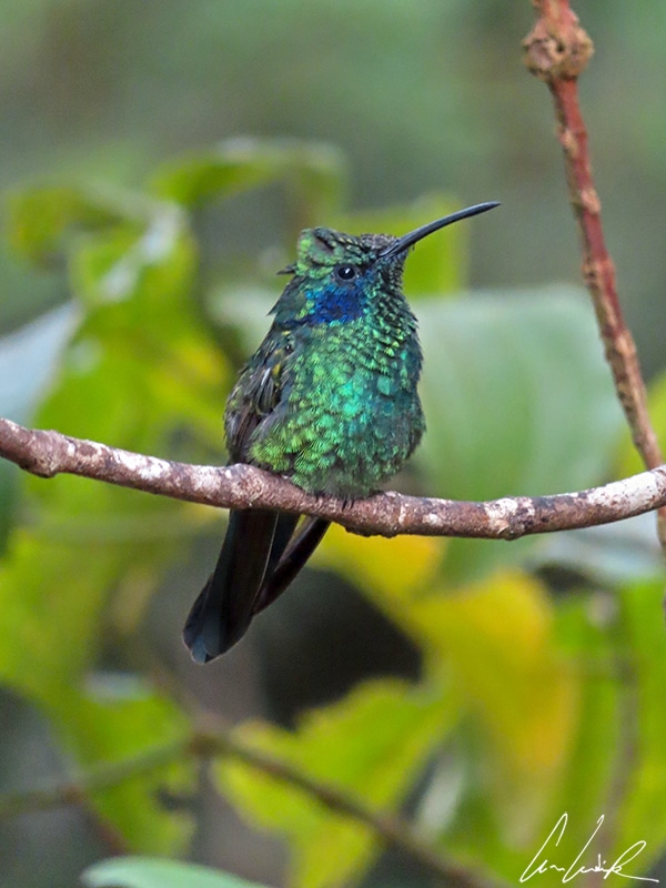The Mexican Violetear is a medium-sized hummingbird with dark metallic green plumage (appearing black in low light) and with blue-violet cheek and breast patches.