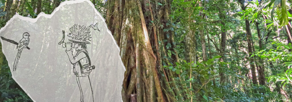 Dessin de C-Ludik observant le célèbre Quetzal Resplendissant dans la Réserve de Monteverde au Costa Rica, entourée de Colibris