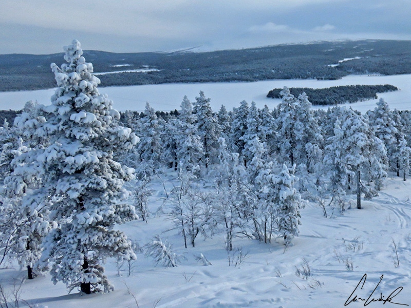 En Laponie, le froid est mordant et les arbres se recouvrent d’une épaisse couche de glace et de neige, ne laissant apparaître que leurs silhouettes dans un paysage féerique.