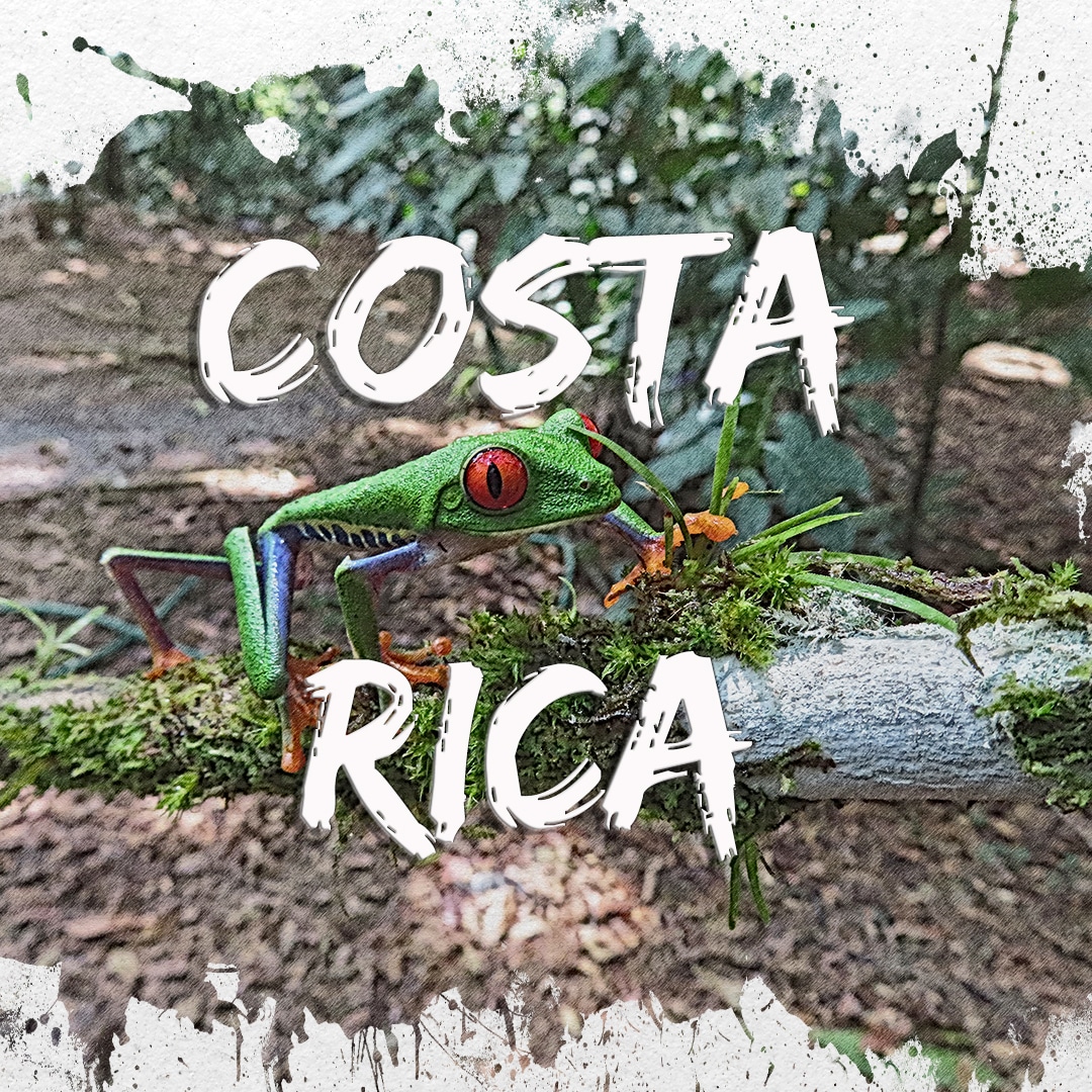 Amérique du Nord et centrale: Costa Rica, la rainette aux yeux rouges