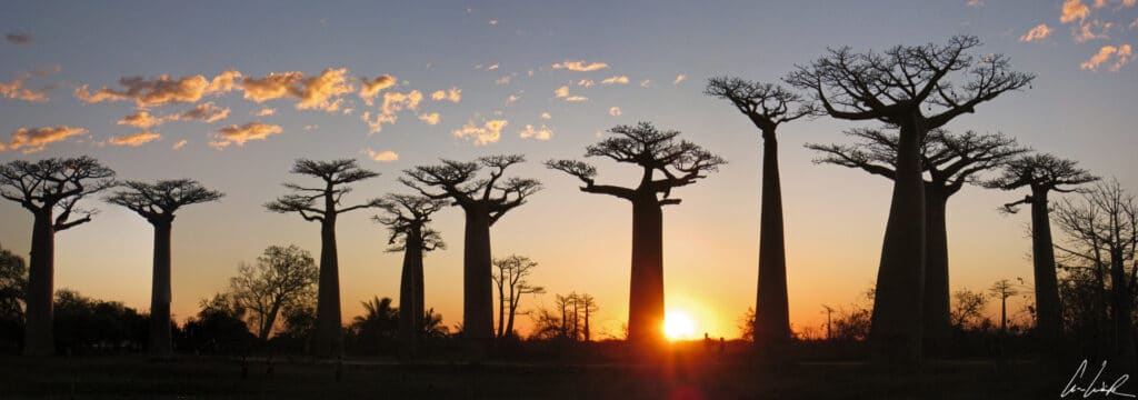 In Madagascar, discover the famous Alley of the Baobabs at sunset. The show is just amazing !