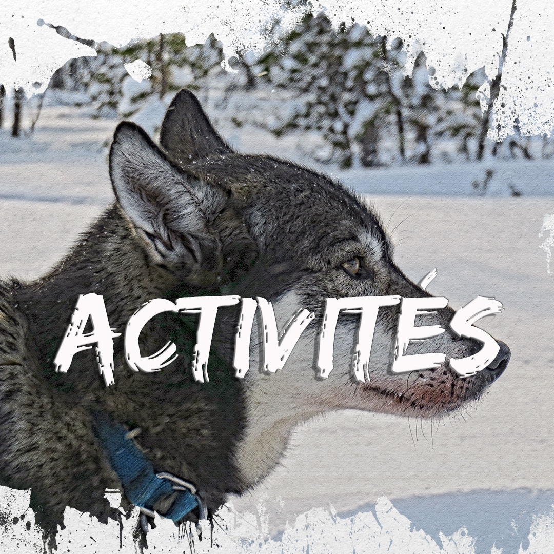 La Laponie en hiver : les activités incontournables de C-Ludik, photo miniature chien de traineau. Découvrez toutes les activités incontournables à faire en Laponie en hiver.