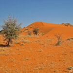 Le désert du Kalahari est une vaste plaine aride avec de petites dunes de couleur ocre abritant de nombreuses espèces d'arbustes et d'autres plantes.