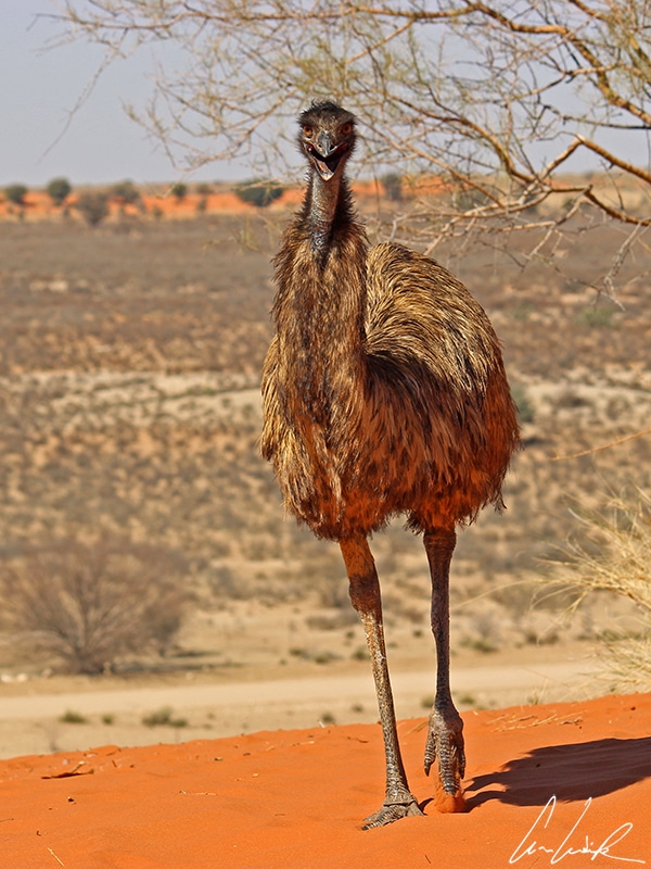 On the vast sandy plain of the Kalahari Desert, you may face to an emu, Australia's native running bird !