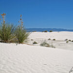 The snow-white dunes, dotted with green yuccas, contrast with the blue sky. Unlike dunes made of quartz-based sand crystals, the gypsum does not convert the sun's energy into heat.