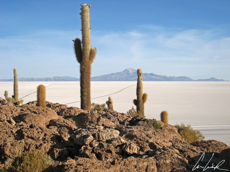 Dans l’immensité blanche du Salar d’Uyuni, quelques îlots volcaniques, hérissés de cactus millénaires de 10 mètres de haut, comme la Isla del Pescado.