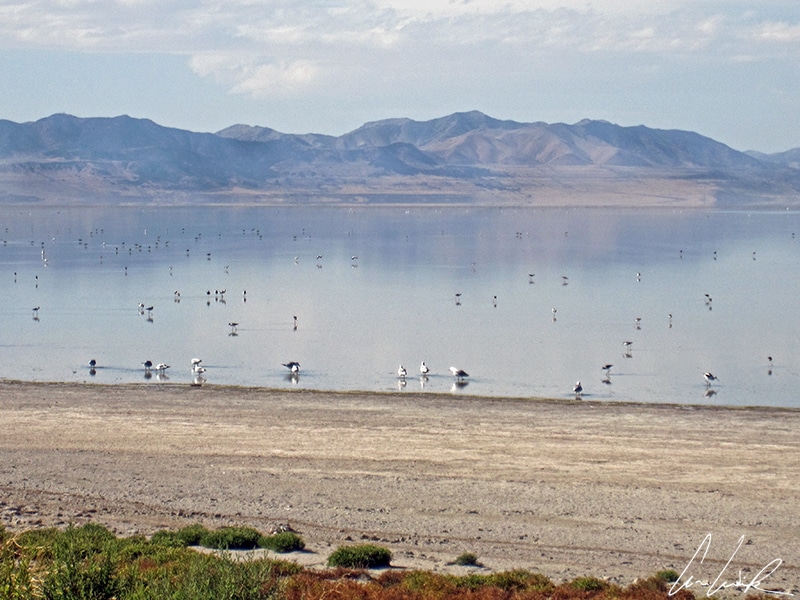 Le Grand Lac Salé (Great Salt Lake) est parfois surnommé « la mer Morte américaine ». Situé au nord-ouest de Salt Lake City, le lac est fréquenté par de de nombreux oiseaux migrateurs.