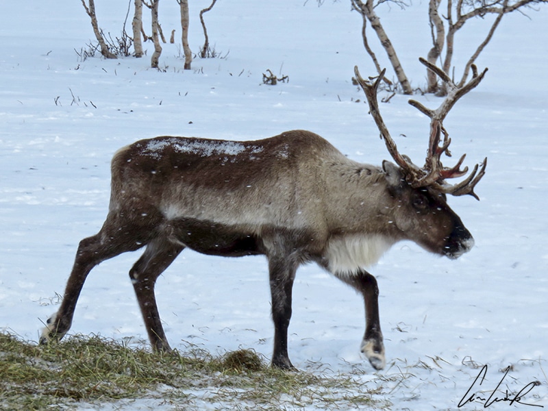 Le renne est l'animal iconique de la Laponie. Ce cervidé a un pelage épais, de larges sabots plats et un museau qui réchauffe l'air avant de l'inspirer. Il porte des bois imposants.