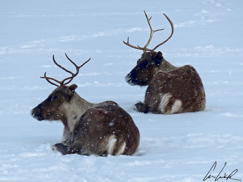 Les rennes vivent en semi-liberté en Laponie alors on peut en croiser un peu n’importe où dans la nature. En hiver, on les trouve souvent en bordure de route, couchés dans la neige.