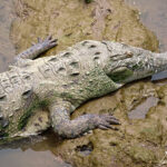 Le crocodile américain se distingue des autres Crocodiliens par la quatrième dent de sa mâchoire inférieure, qui pointe vers le haut lorsque la gueule est fermée.