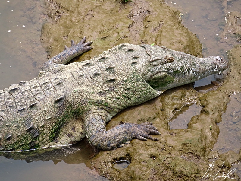 The American crocodile can be distinguished from its close cousin, the caiman, by its fourth tooth of the lower jaw. This tooth points upwards when the mouth is closed.