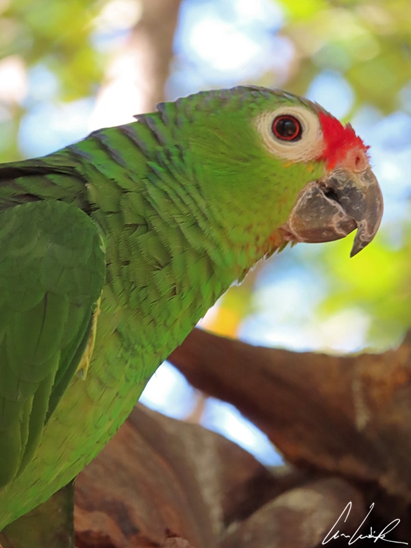 Perchée sur une branche dans le parc de Carara, cette Conure de Finsch présente un plumage vert, un bec gris rosé et des cercles oculaires blancs.