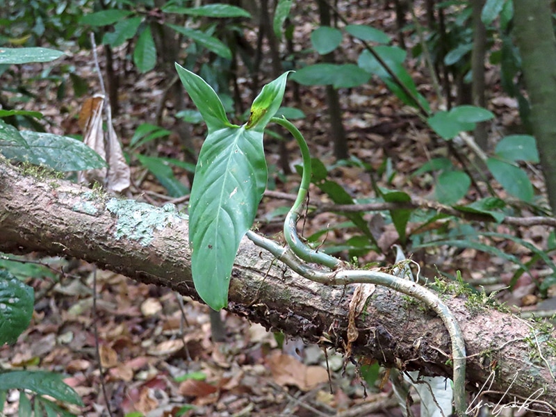 Un Alocasia se dresse fièrement au bord du Sendero Quebrada Bonita dans le parc national de Carara. Il est reconnaissable à ses grandes feuilles sagittées.