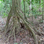 Dans le parc national de Carara, un Bravaisia integerrima arbore ses racines ramifiées appelées racines aériennes qui peuvent pousser à 2 mètres au-dessus du sol.