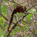 L’écureuil à queue rouge est un petit écureuil mesurant environ 20 à 28 cm de long (sans la queue). Sa queue est longue et touffue. Le dos et les flancs de cet écureuil à poils courts sont de couleur brun rougeâtre.