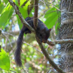 Present everywhere in Costa Rica, the squirrels often hide in the trees. On a branch, this squirrel enjoys its meal in the park Manuel Antonio.