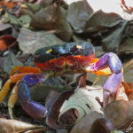 Ce crabe terrestre, connu sous le nom de "Crabe Halloween" (Gecarcinus Quadratus) est aussi connu sous le nom de "Crabe lune" ou "crabe arlequin" car il est très coloré.